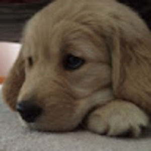 Meet your Posher, Sd